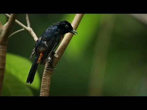 ​Fascinating: Why Are These Birds So Angry?