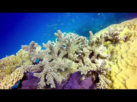 Great Barrier Reef TRAILER
