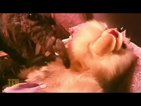 Mike Mendez on MEET THE FEEBLES
