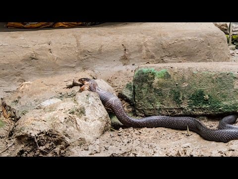 Cobra vs Toad | Planet Earth III