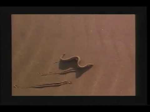 Missing Link 1988 Trailer
