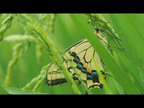 映画『一陽来復 Life Goes On』オープニング映像（本編冒頭２分半）特別公開！2018年陽春劇場公開作品