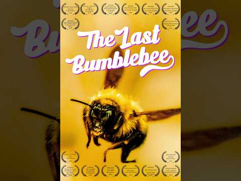 The Last Bumblebee Trailer