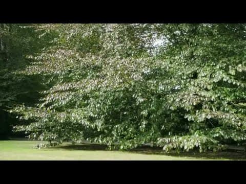 Extrait (2) Un ciel radieux de Nicolas Boukhrief