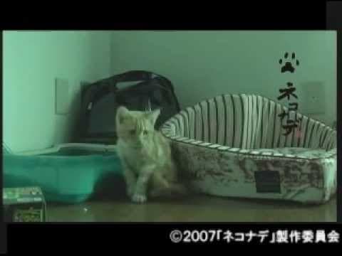連続テレビドラマ ネコナデ