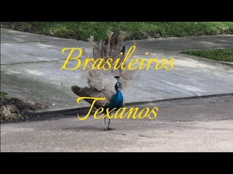 Brasileiros Texanos