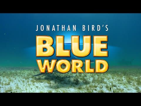 Blue World Trailer | JONATHAN BIRD'S BLUE WORLD
