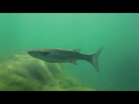 Rivers of Croatia  - TRAILER