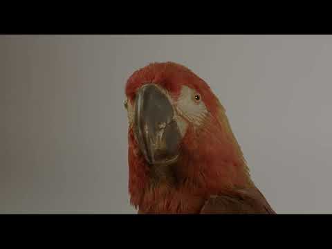 Trailer [subtitled]