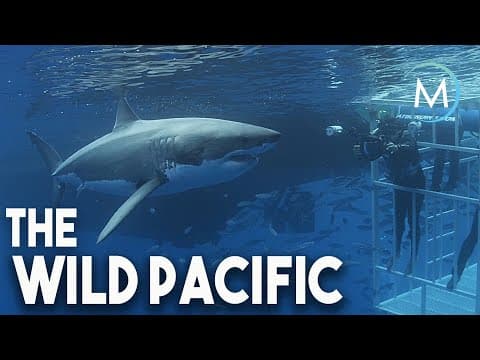 Wild Pacific | TRAILER [HD] | MagellanTV