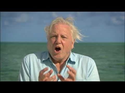 David Attenborough's First Life: trailer