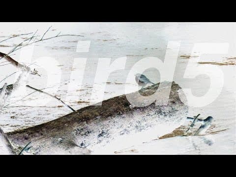 bird5.mp4