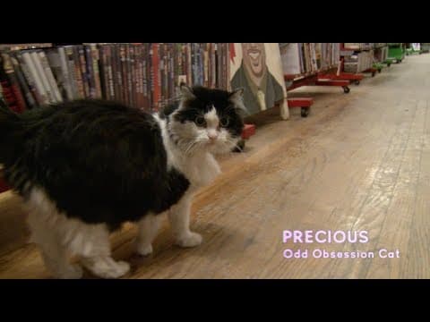 At the Video Store: Odd Obsession Movies into Scarecrow Video