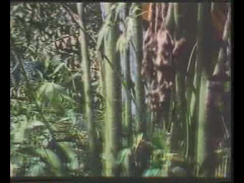 Krai Thong 2 - 1985