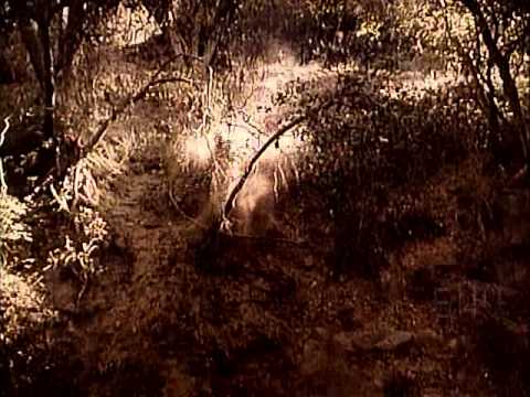 Black Bunch - Trailer