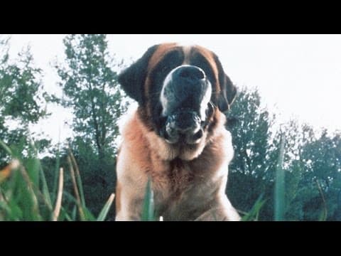 Mick Garris on CUJO