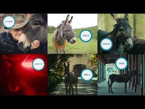 Jerzy Skolimowski and Ewa Piaskowska on their six star Sardinian donkeys.