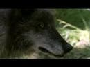 Friends for Life (DVD by Grizzly Adams Productions)