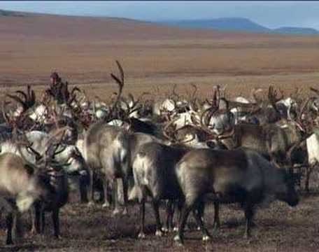 TUNDRA trailer
