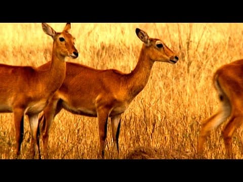 Homosexual Behavior in Animals - Surprising Science Revealed