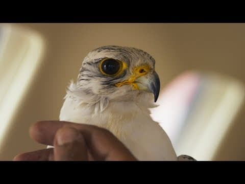 The Challenge – Official Trailer