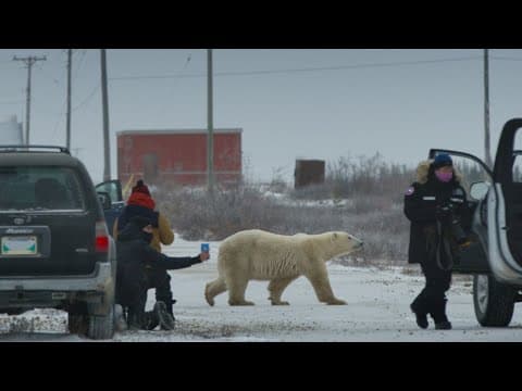 Nuisance Bear // Official Trailer