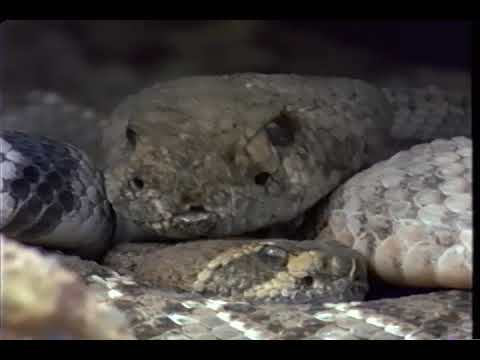 Sonoran Desert:  A Violent Eden - National Geographic VHS