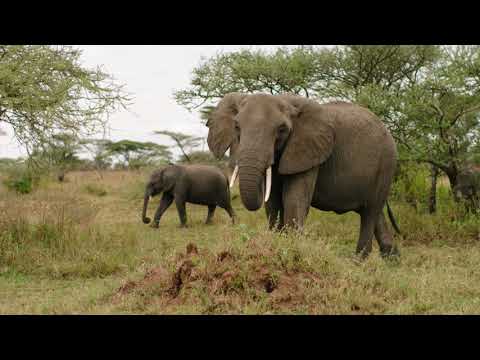 THE SERENGETI RULES (2019)
