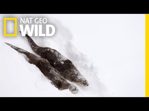 River Otters on the Run | Wild Yellowstone