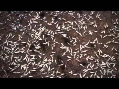 Ottaal - Malayalam Feature Film Promo - A Jayaraj Film