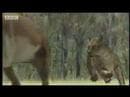 Primeval kill - BBC