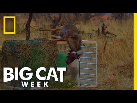 Wildebeest Puke | Man v. Lion