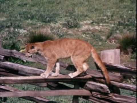 Charlie the Lonesome Cougar - Charlie's Milk Break