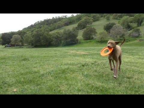Me, My Dog, and I Official Trailer