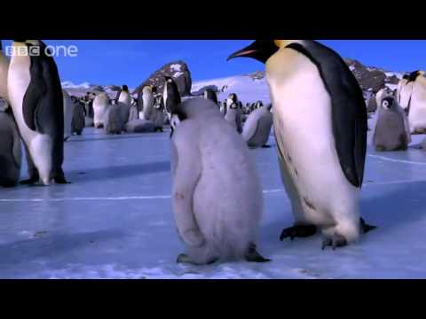 Penguins Learn to Skate - Penguins: Spy in the Huddle - Episode 3 Preview - BBC One