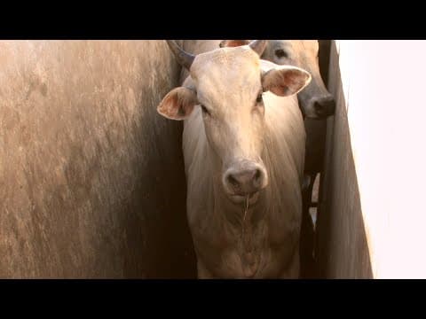ALMA - Trailer