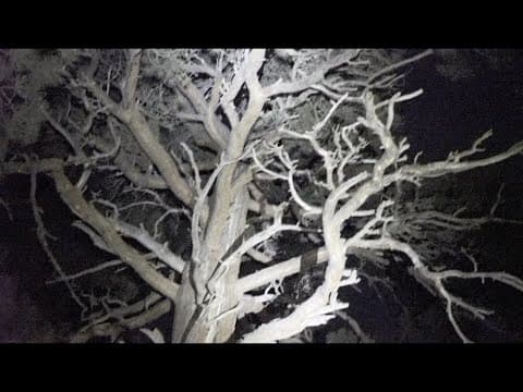 She Walks The Woods Official Trailer