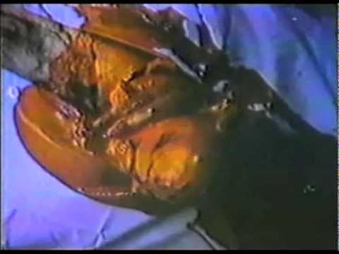 A Night to Dismember trailer